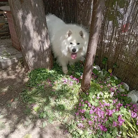 Дом отдыха α Lovely For A Summer Vacation